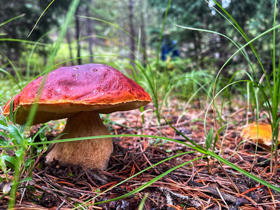A close-up photo of a vibrant mushroom growing in a lush forest setting.