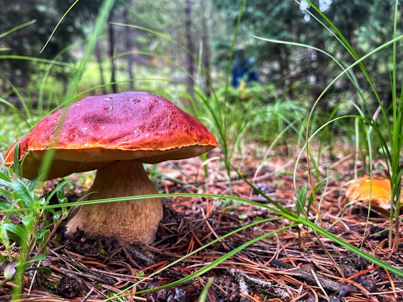 Close-up of vibrant lion’s mane mushroom growing in a forest setting.