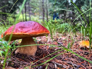 A close-up view of a vibrant red-capped mushroom with a thick stem growing amidst lush green grass and fallen pine needles in a forest setting. The background features blurred trees and foliage, enhancing the focus on the mushroom.