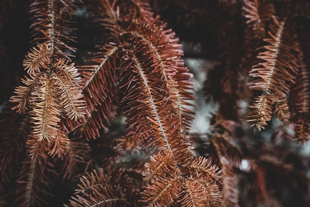 brown pine tree in close up photography