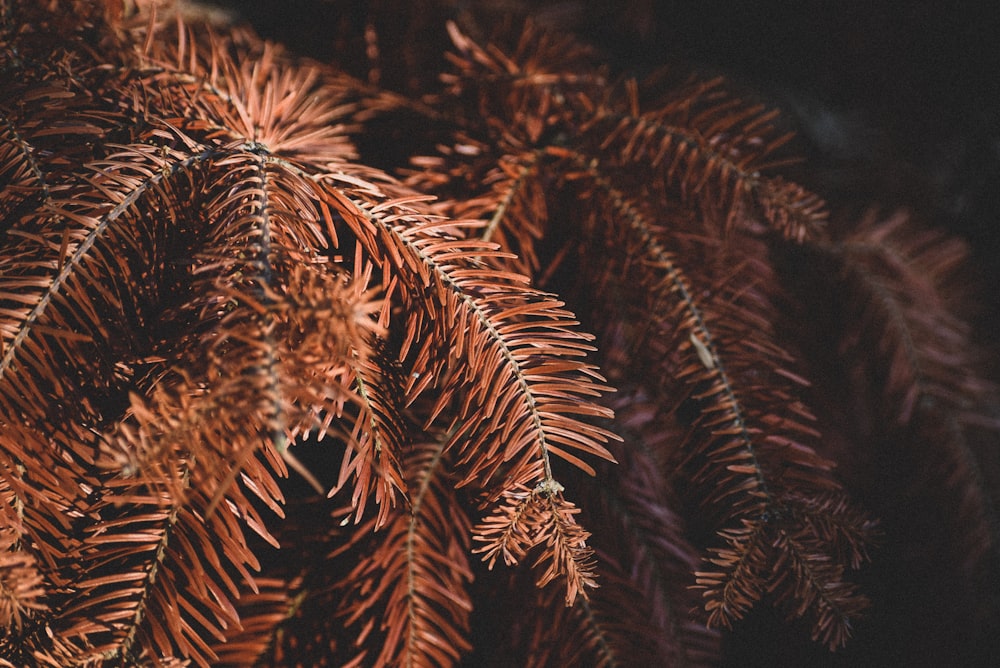 brown pine tree leaves in close up photography