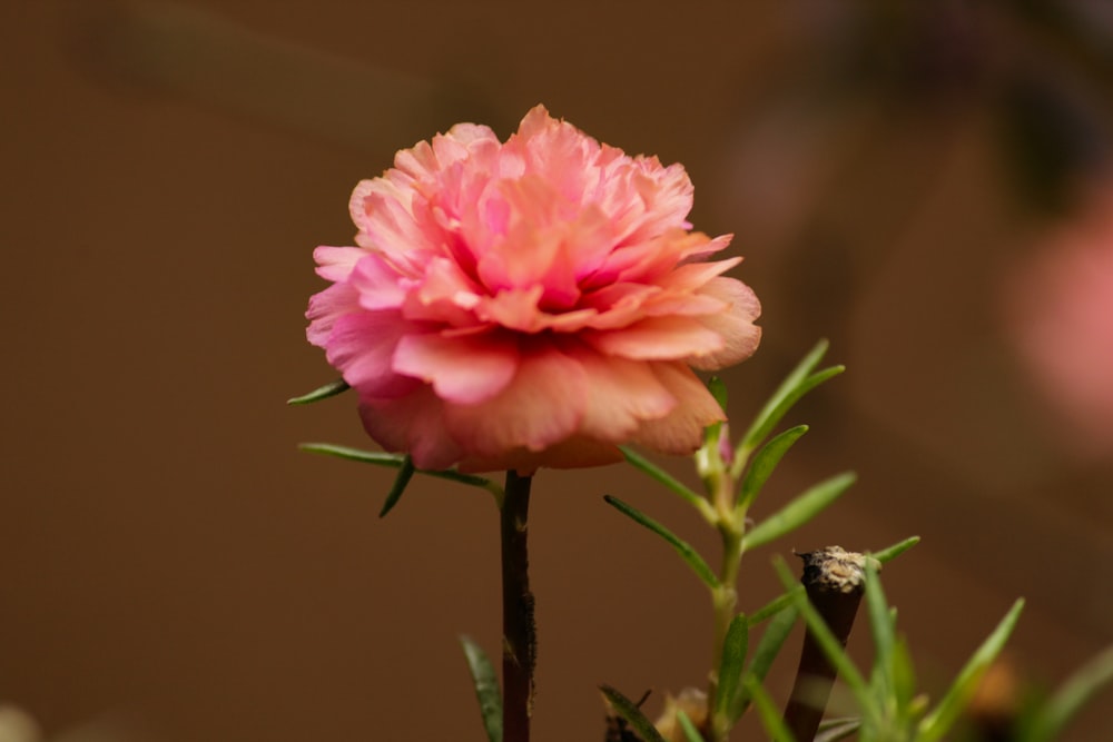 pink flower in tilt shift lens