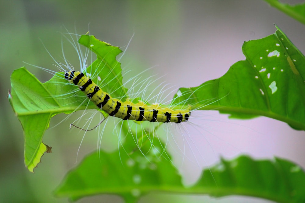 Oruga amarilla y negra en hoja verde