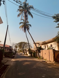 palm trees near brown concrete building during daytime