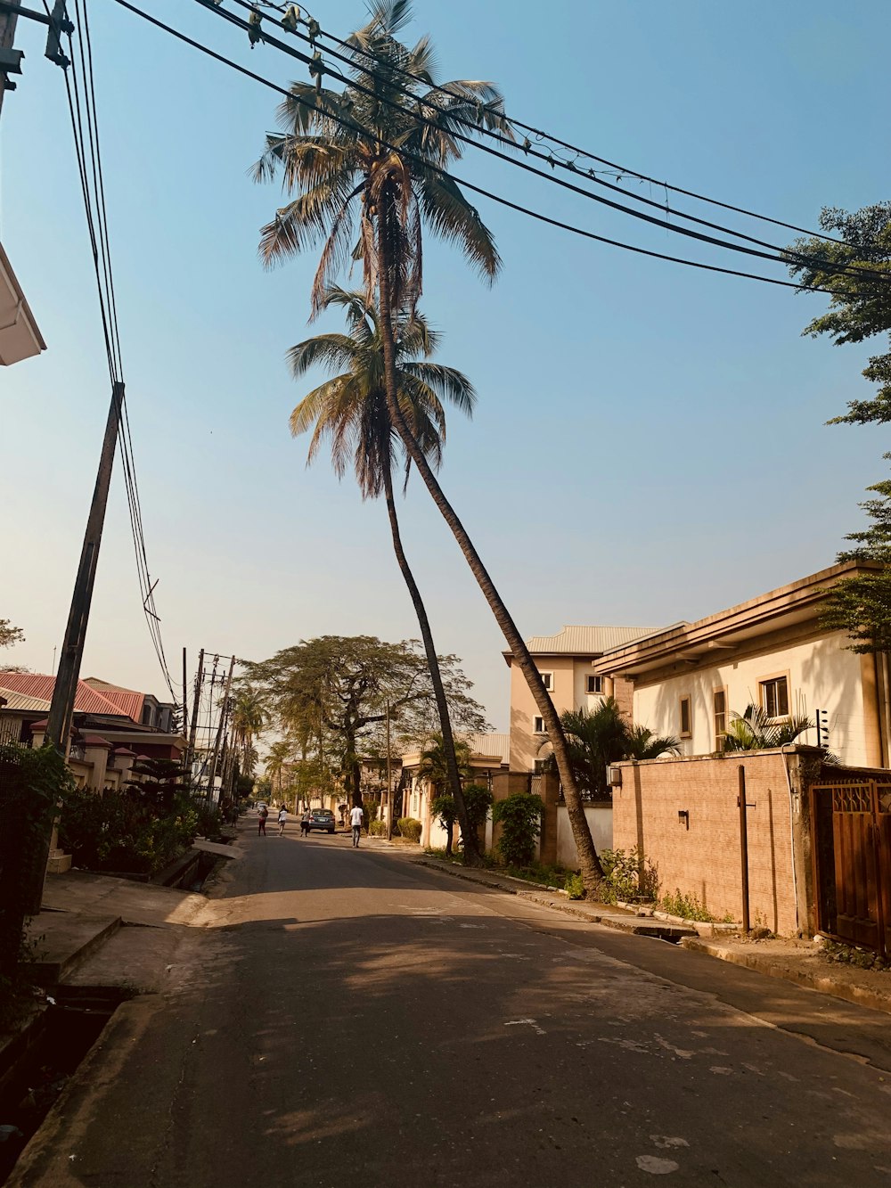 palm trees near brown concrete building during daytime