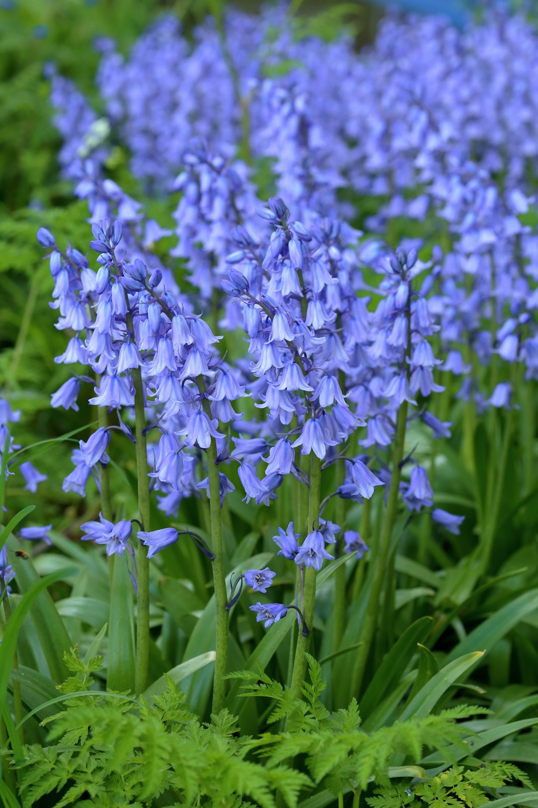 purple flowers in tilt shift lens