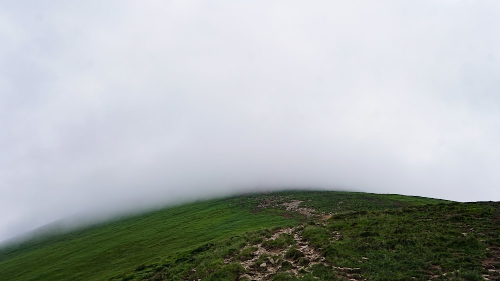 green grass field under white sky