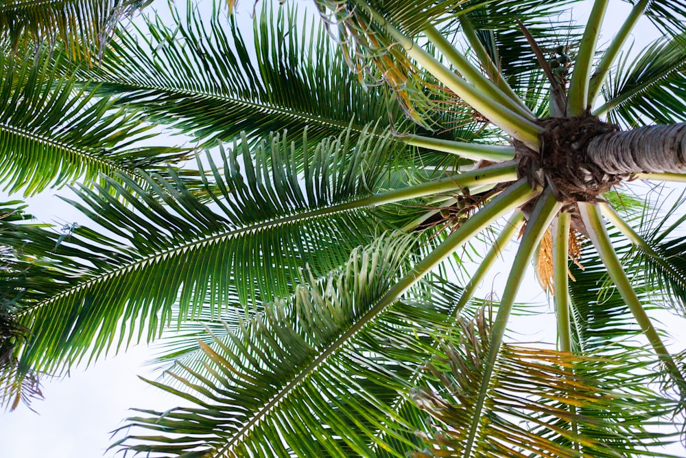 palmier vert pendant la journée
