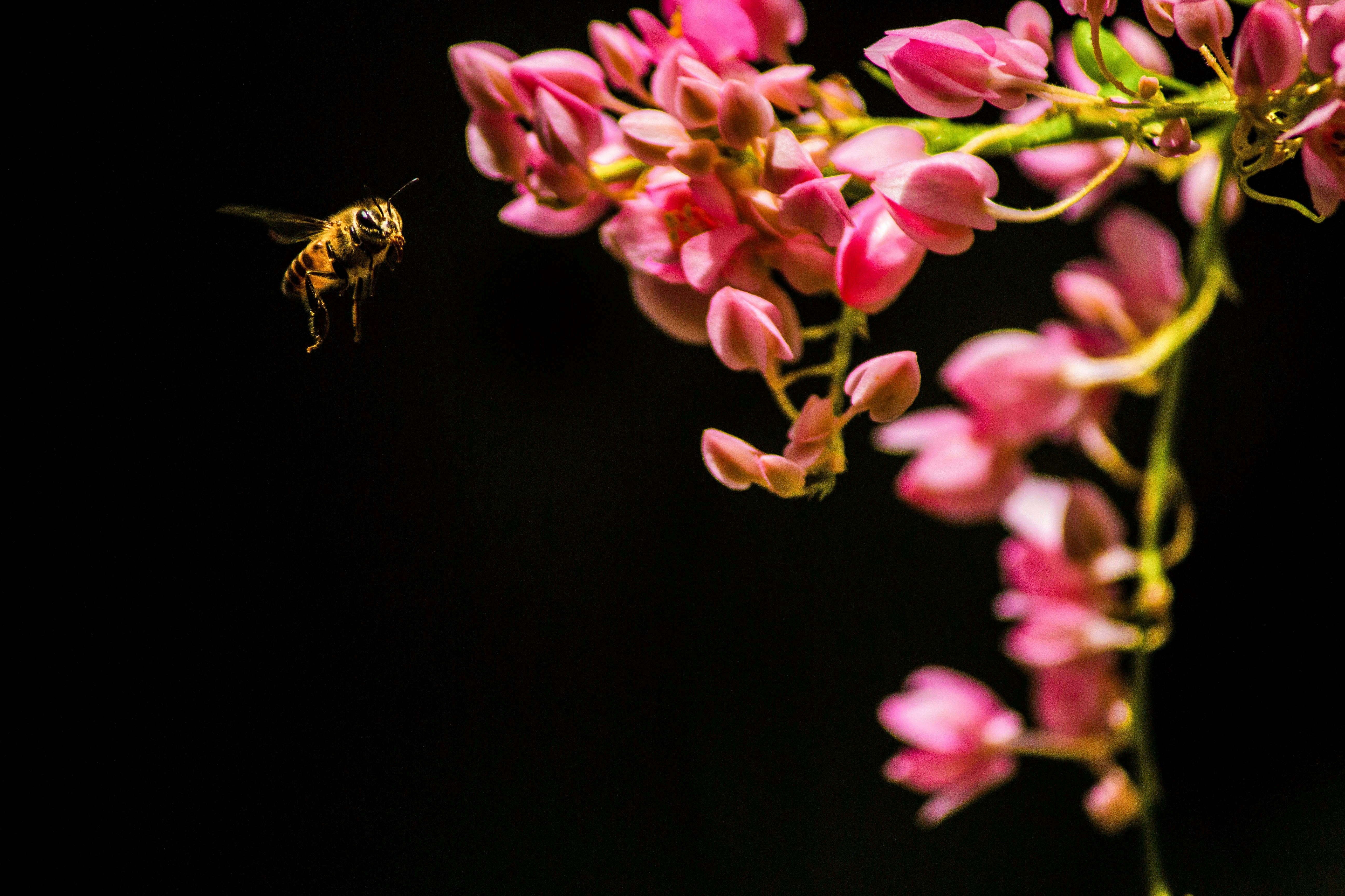 bee...