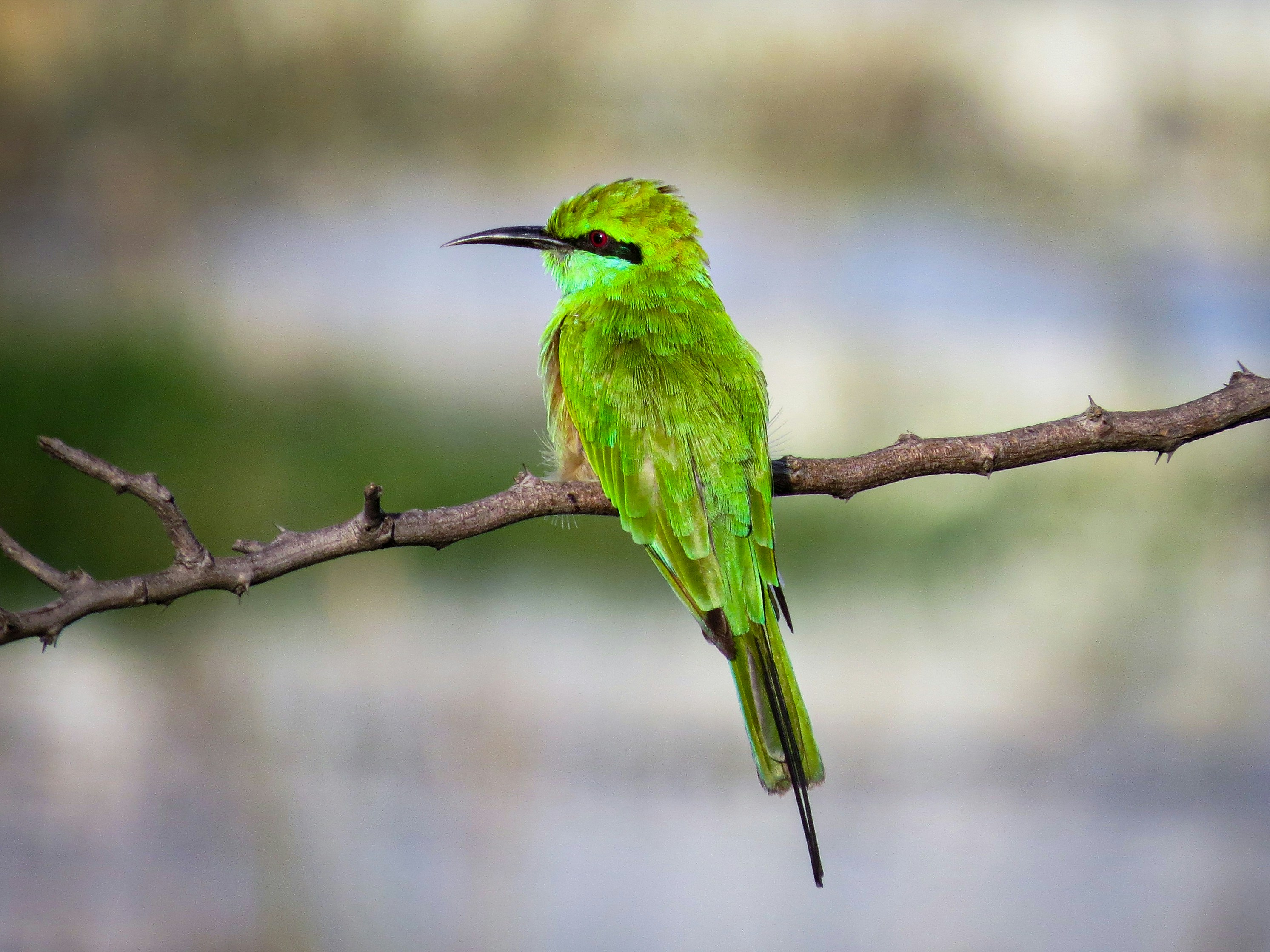 Photo by anandramavath_786