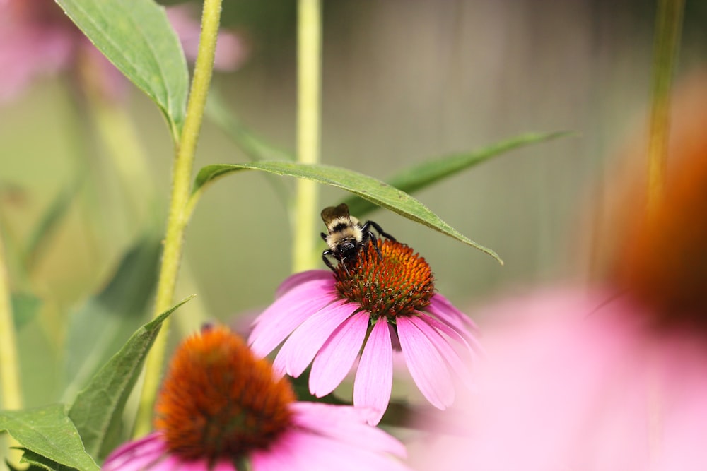 black and yellow bee on pink flower