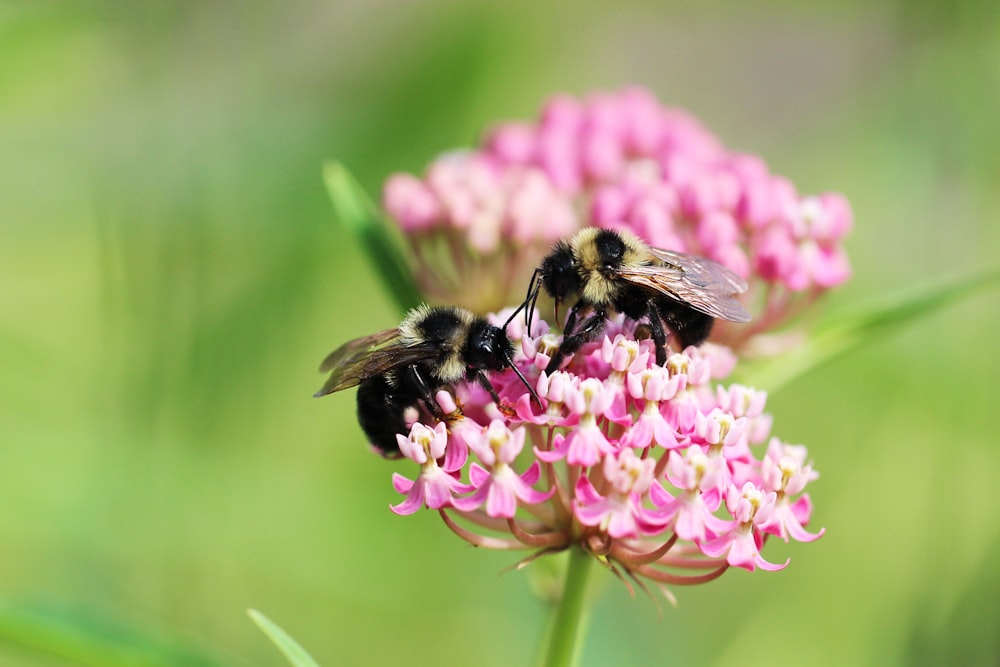 black and yellow bee on pink flower