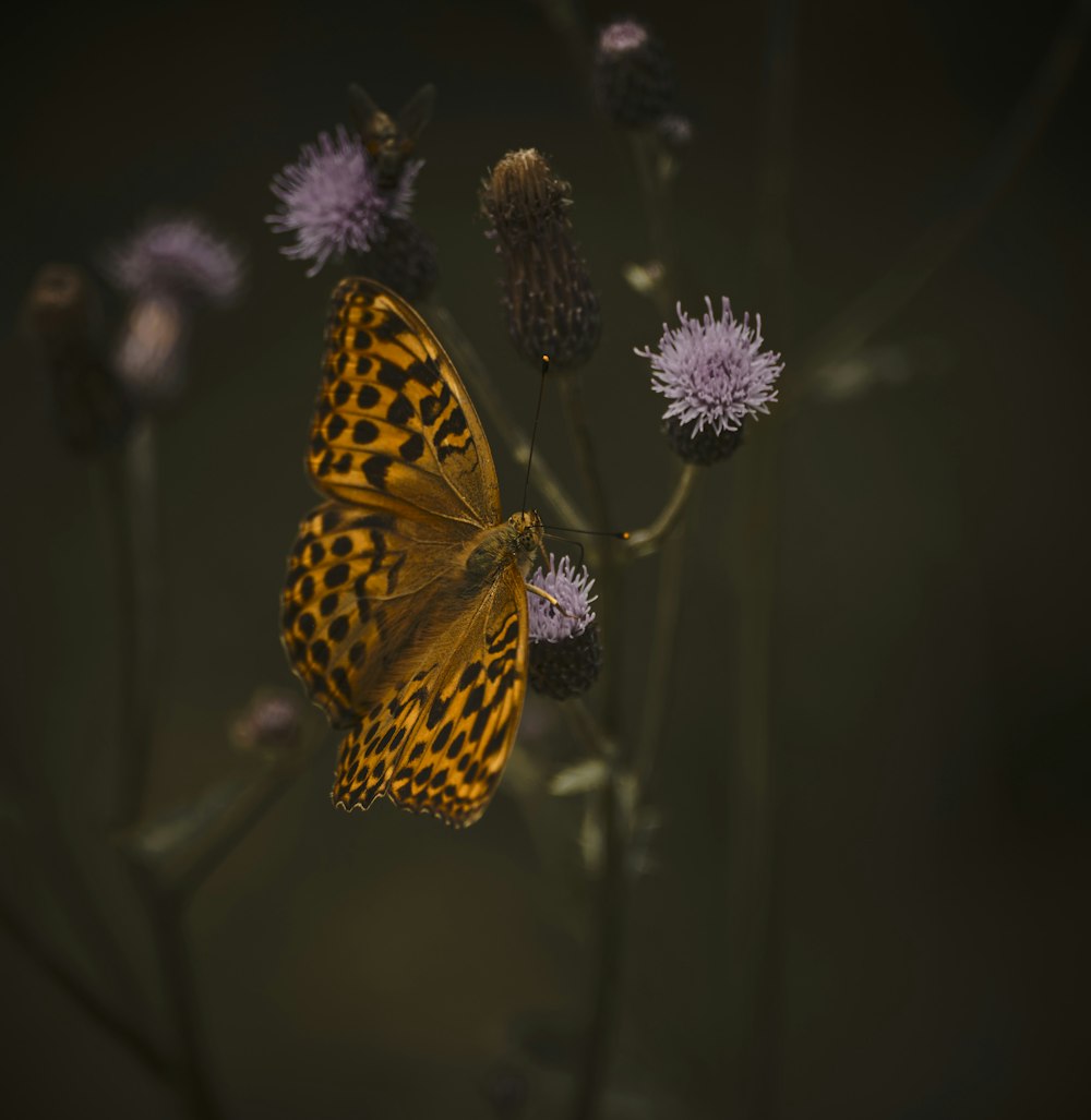 yellow and black butterfly on purple flower