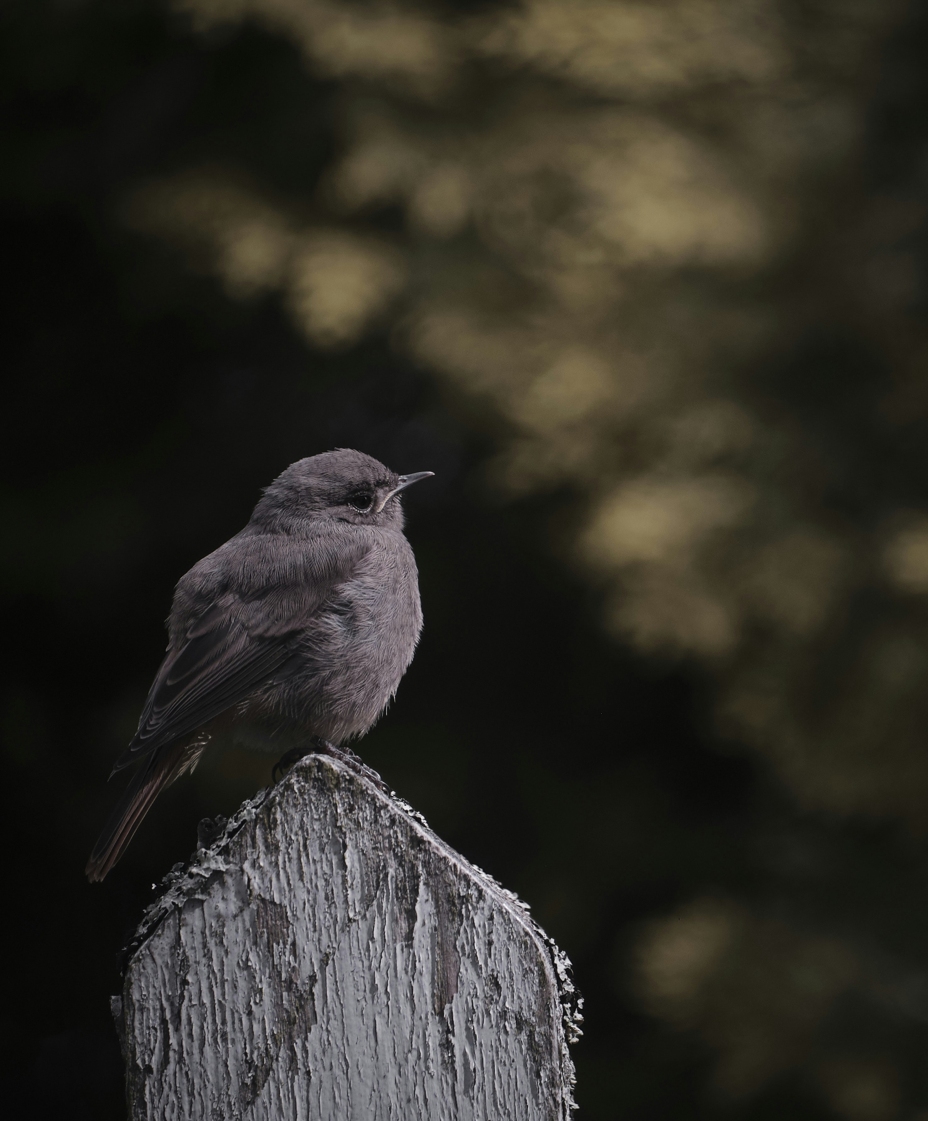 Photo by rolf_schmidbauer