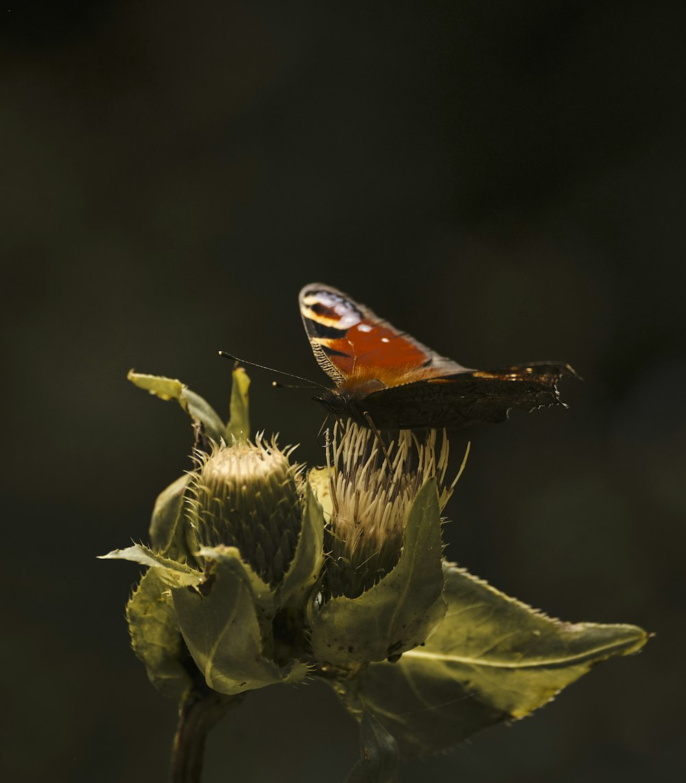 orange and black butterfly perched on green plant