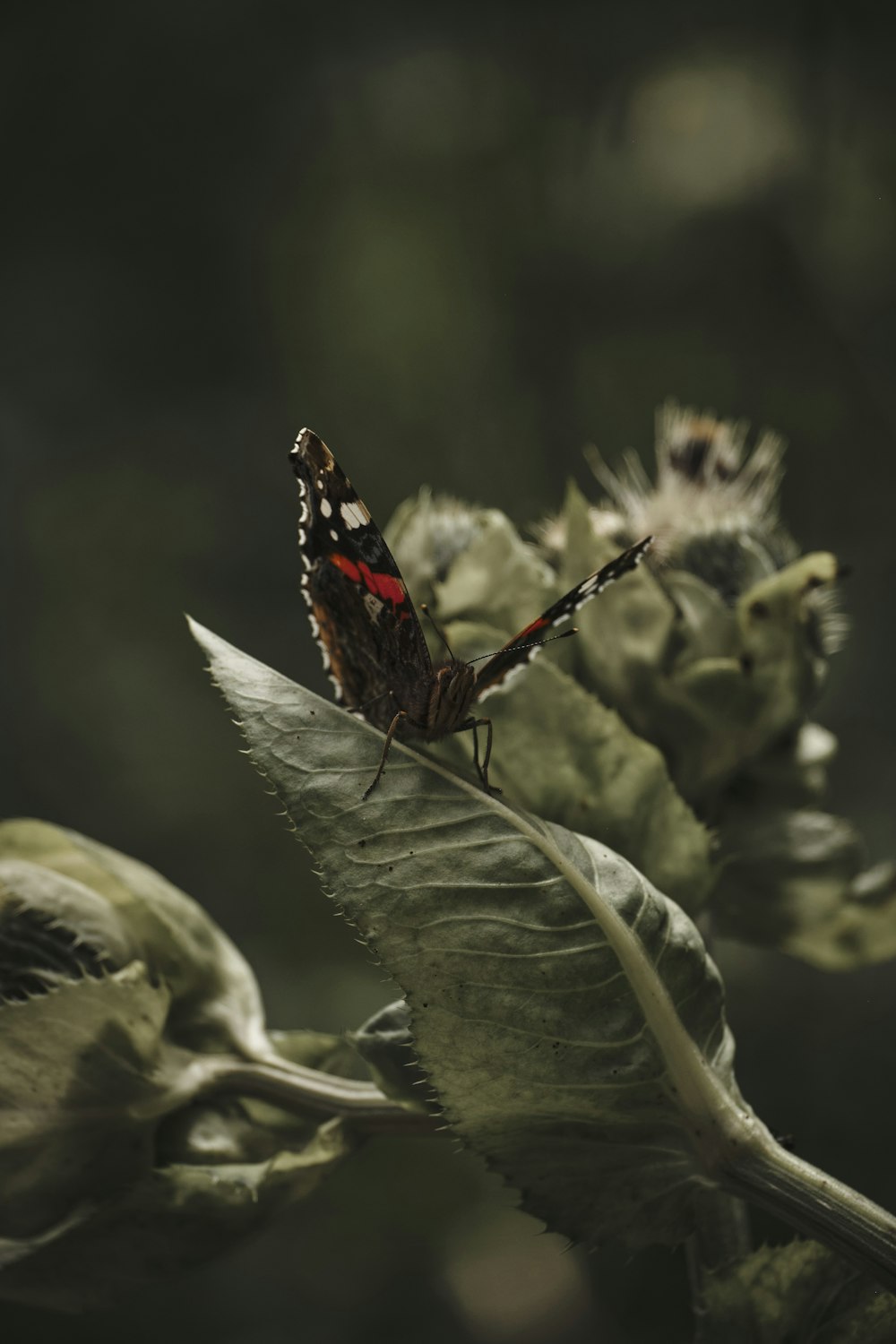 black and orange butterfly perched on green plant
