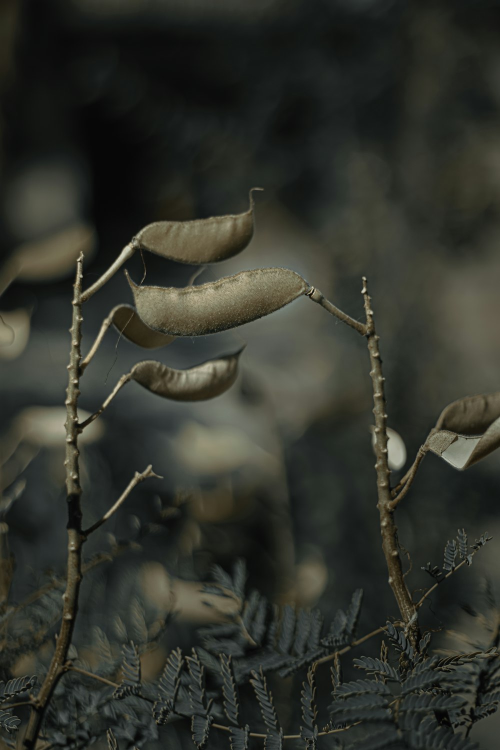 brown dried leaf in tilt shift lens