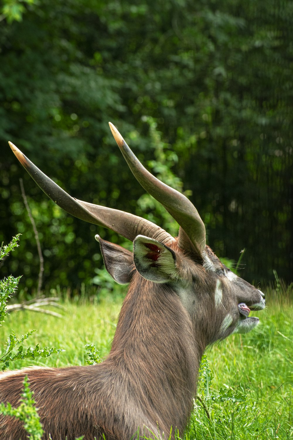 brown deer on green grass during daytime