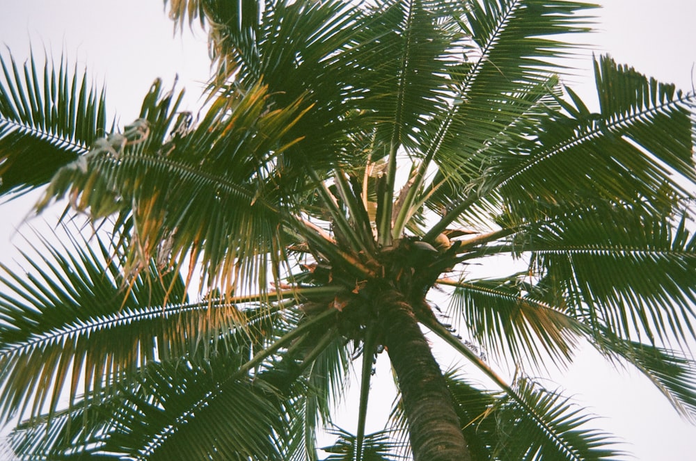 green palm tree under blue sky during daytime