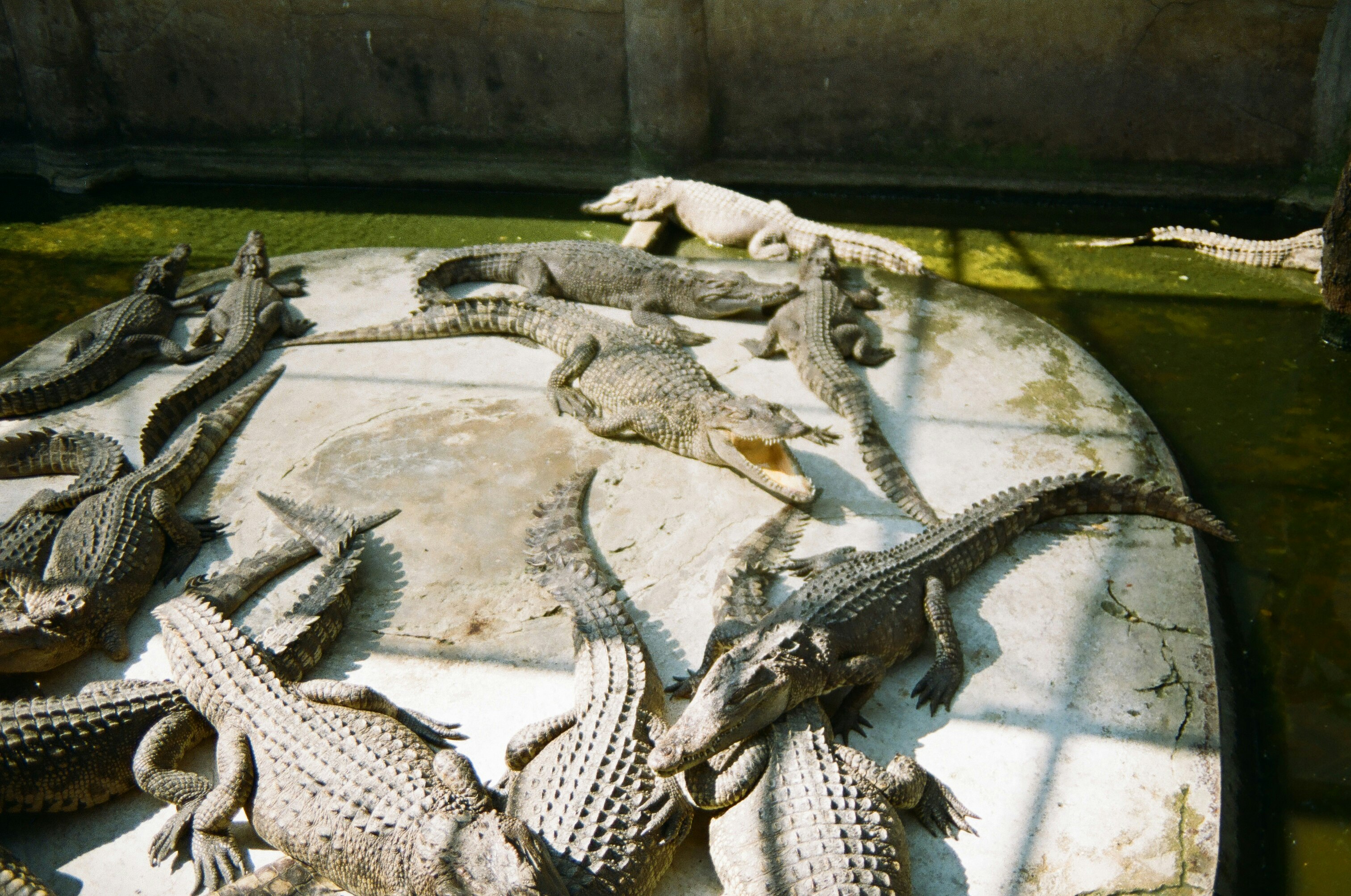 crocodile on water fountain during daytime