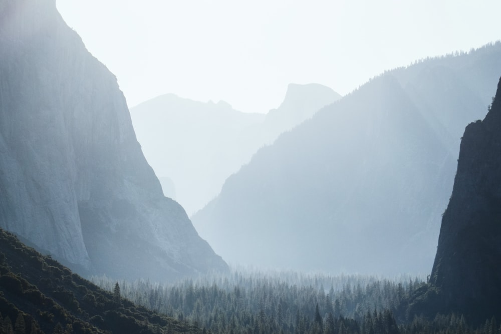 green trees on mountain during daytime