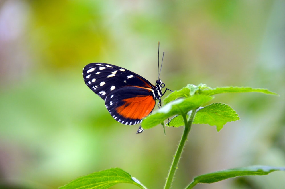 black and orange butterfly perched on green leaf in close up photography during daytime