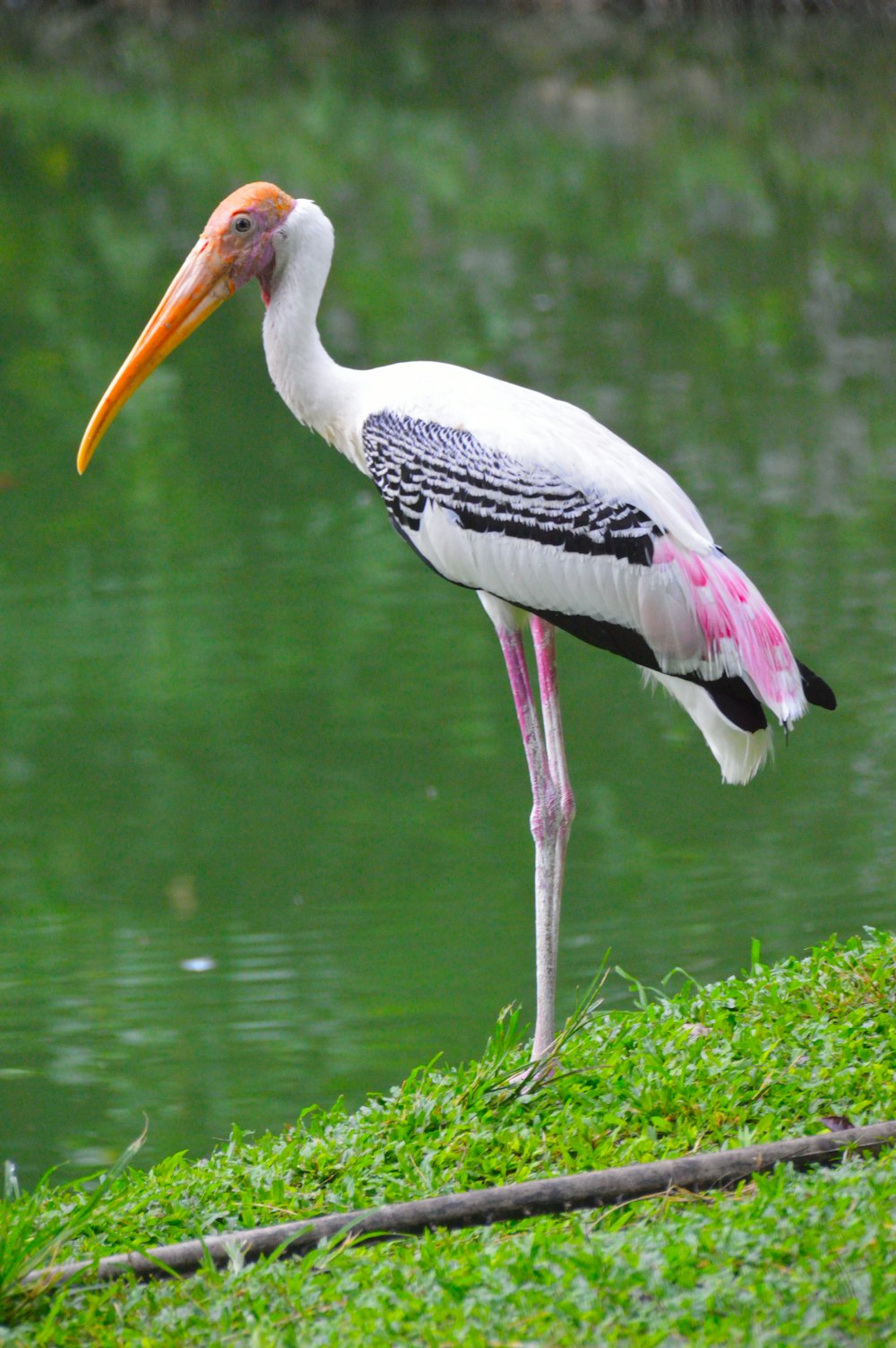 white and black stork on water during daytime