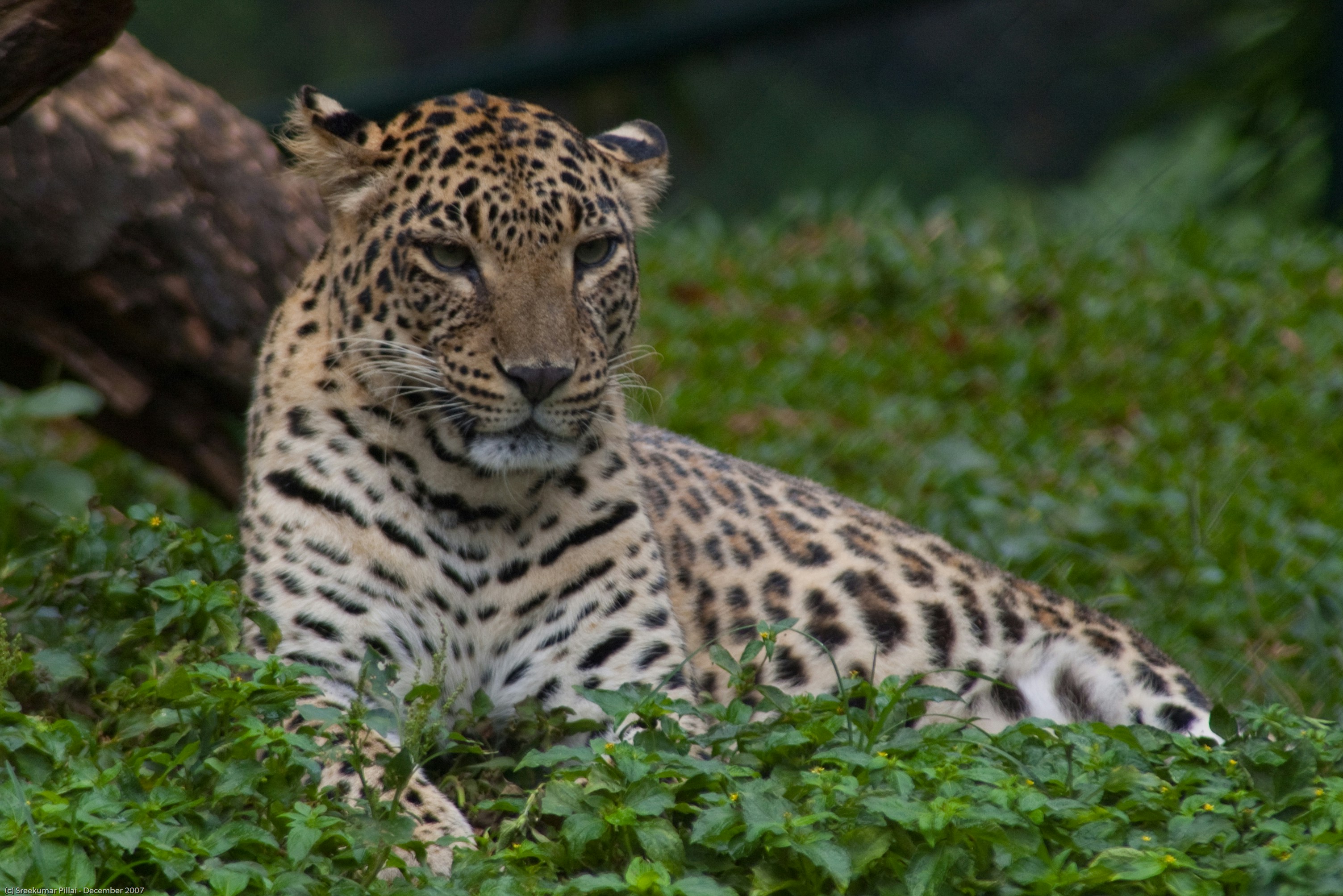 a large leopard laying on top of a lush green field
