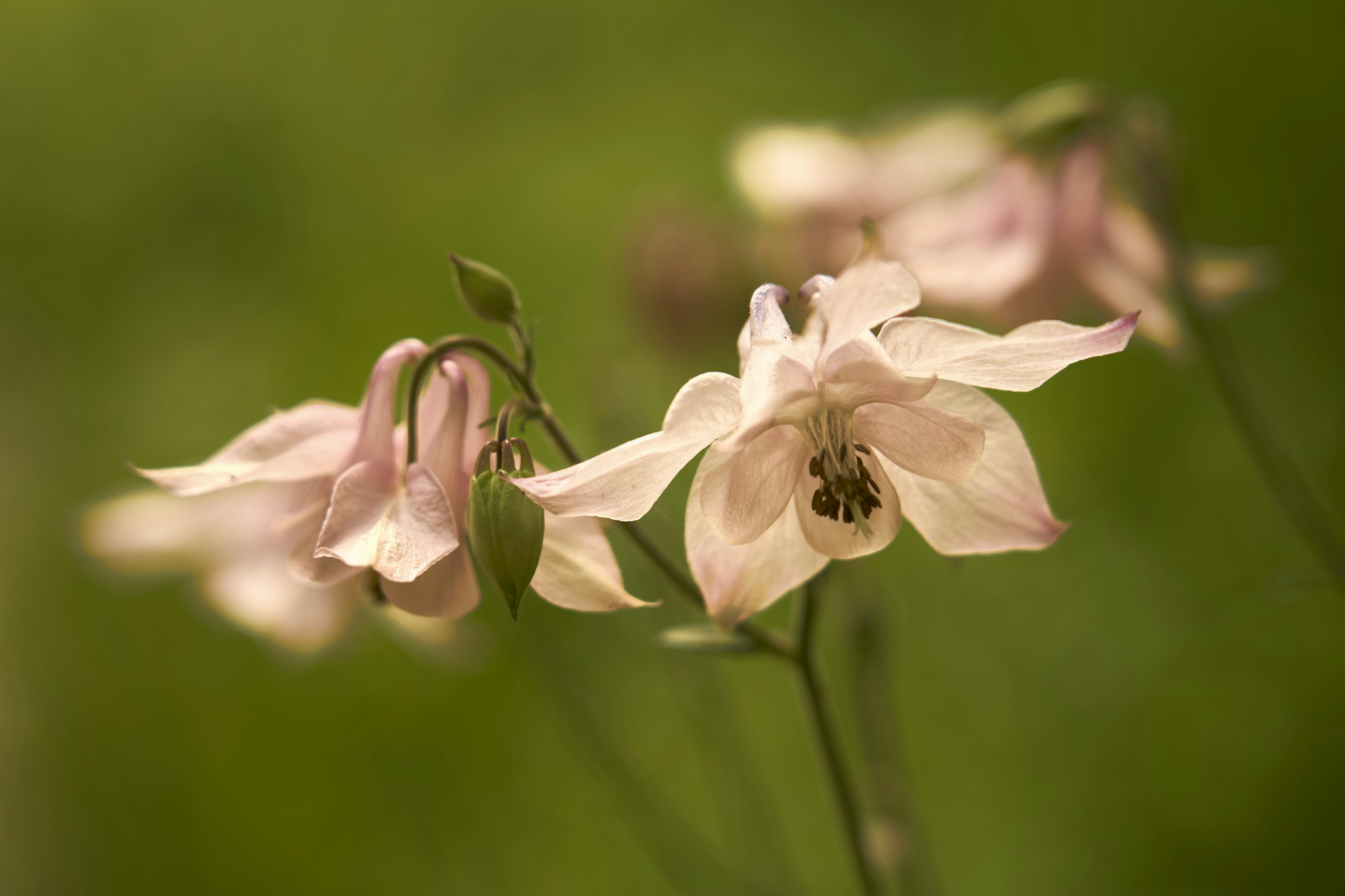 Photo by wolfgang_hasselmann