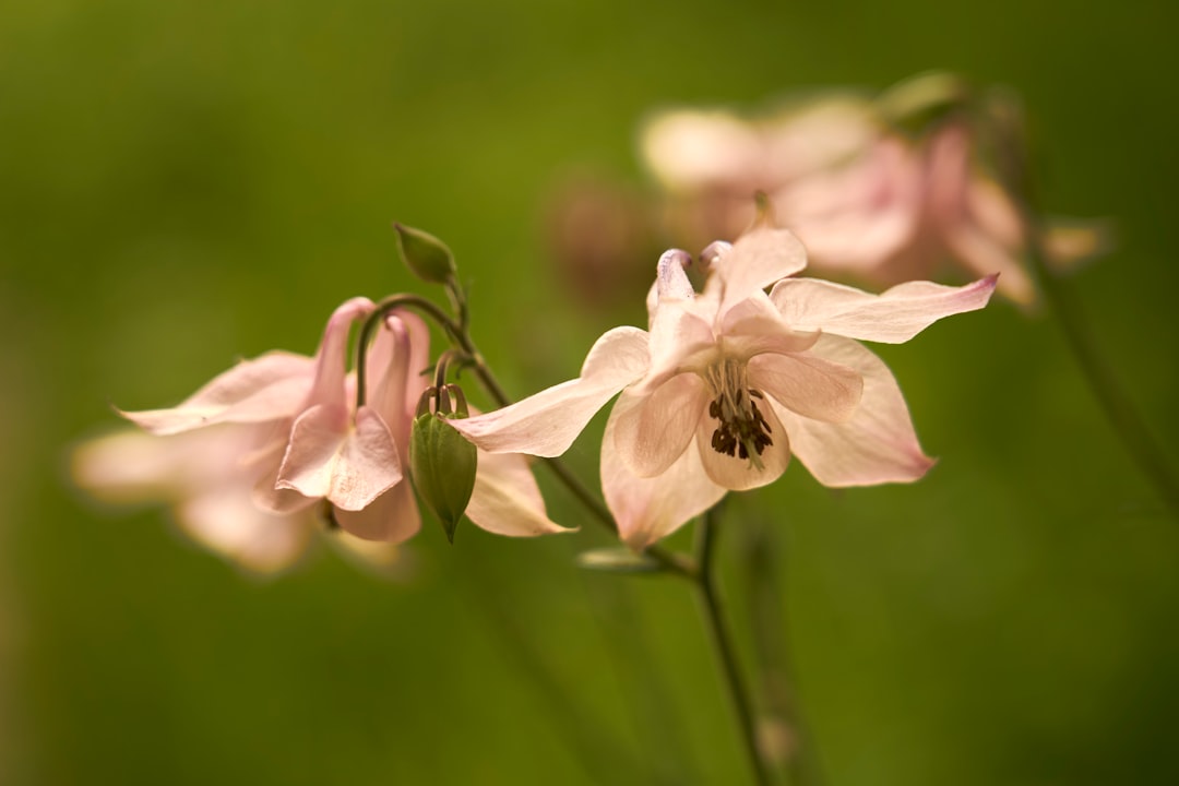 white and pink flower in tilt shift lens