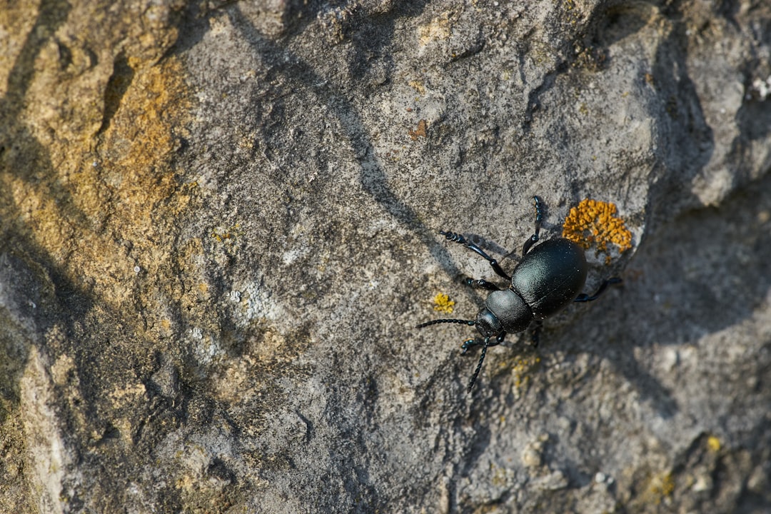 black beetle on gray concrete floor