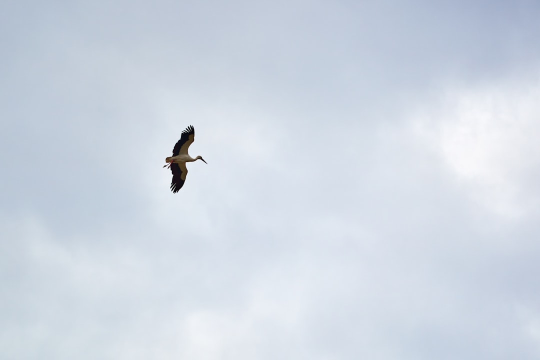 black bird flying under white clouds during daytime