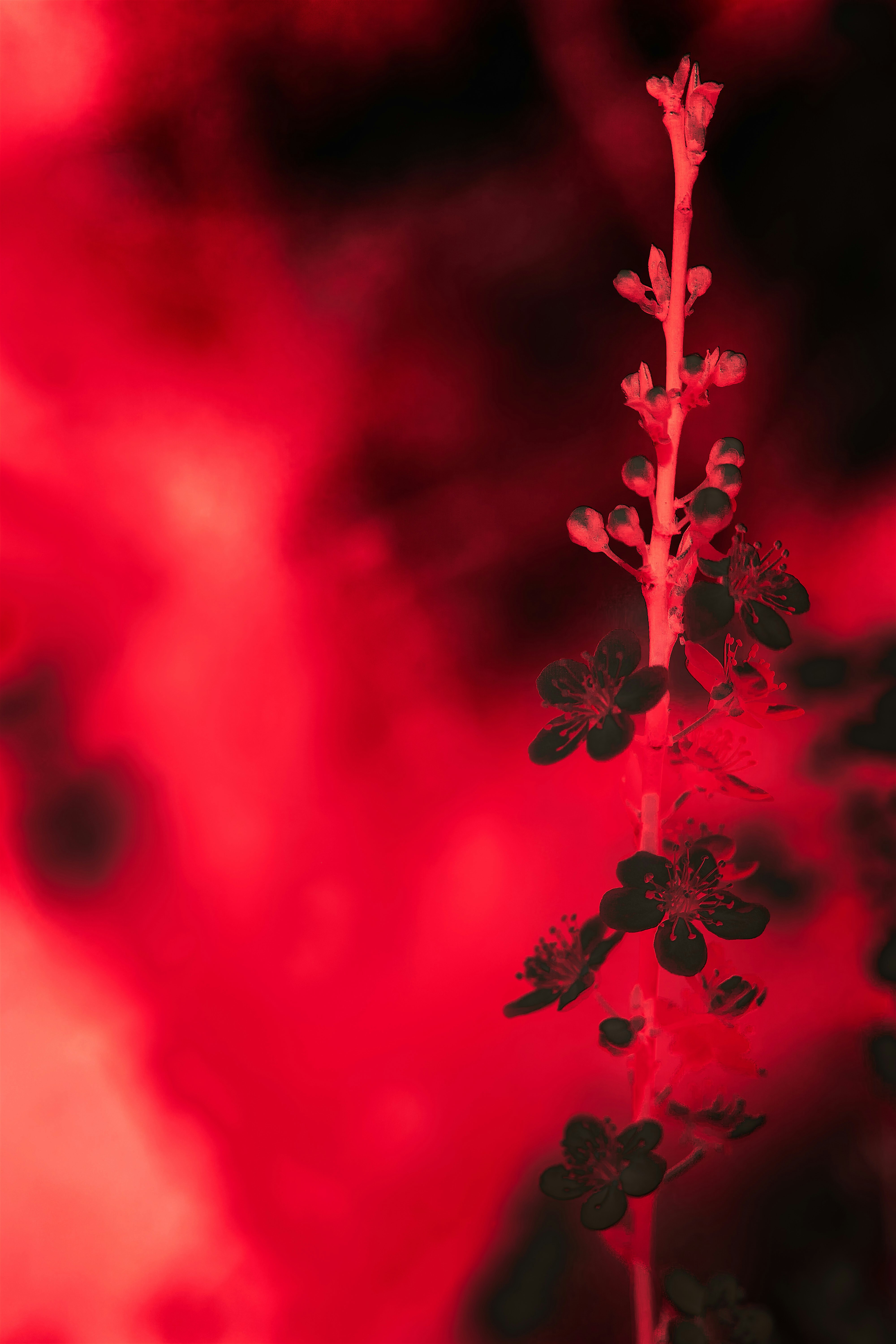 Photo by wolfgang_hasselmann