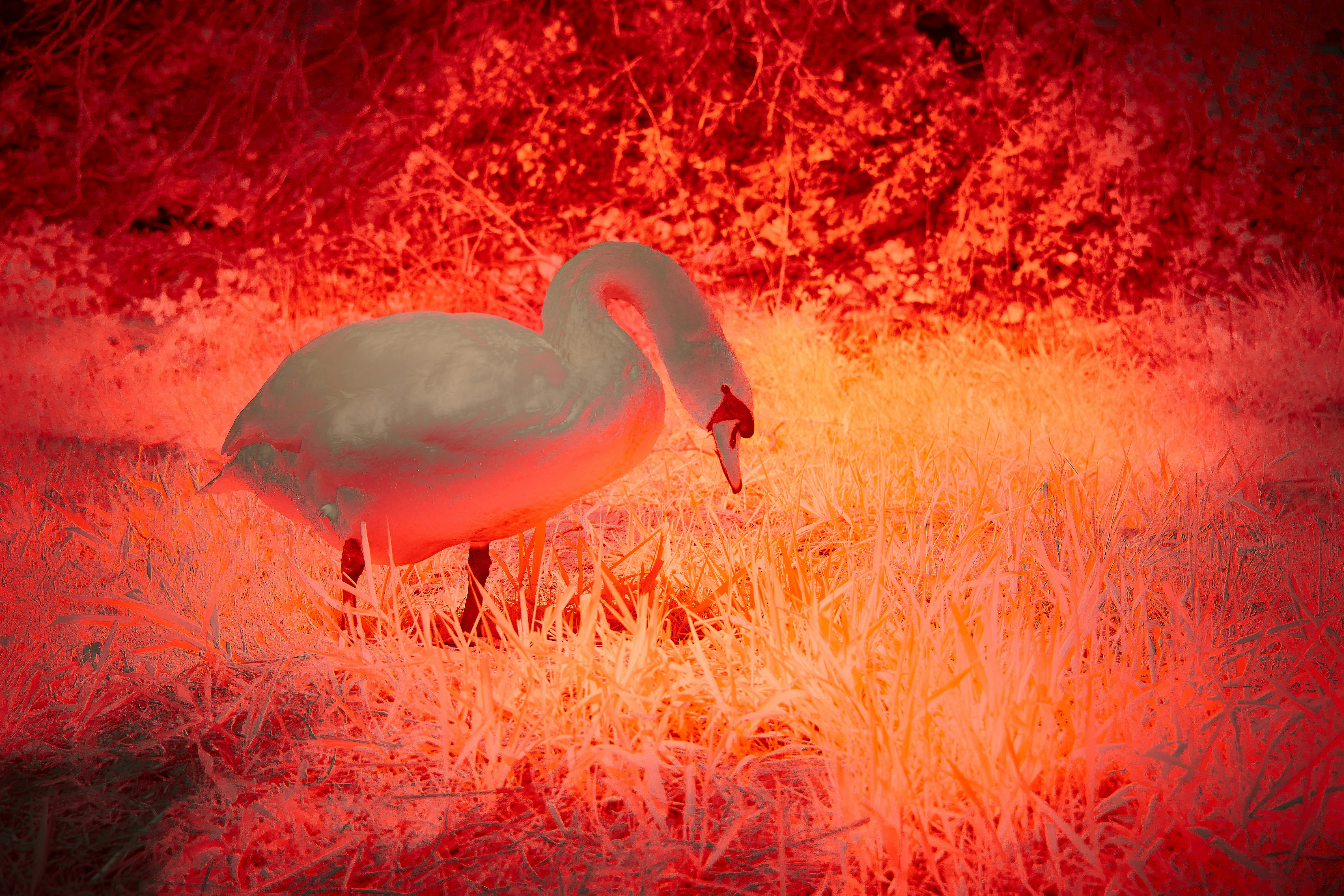 Photo by wolfgang_hasselmann