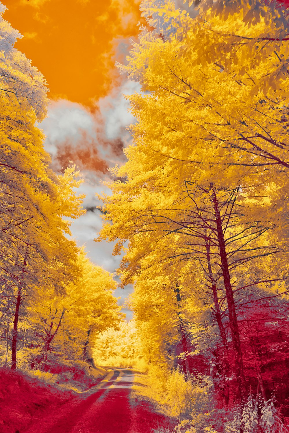 yellow and red trees under white clouds and blue sky during daytime