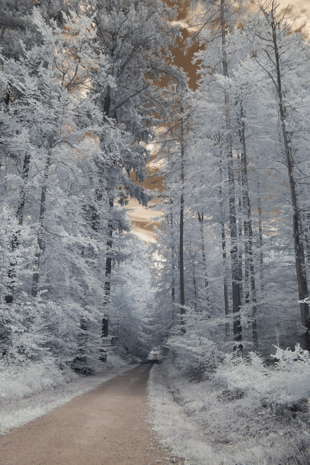 snow covered trees during daytime