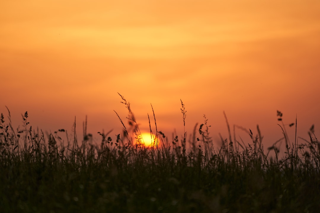 green grass field during sunset