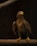 A majestic eagle perches on a wooden branch, its sharp eyes gazing attentively. The eagle's brown feathers are detailed and textured, with a prominent yellow beak and talons.