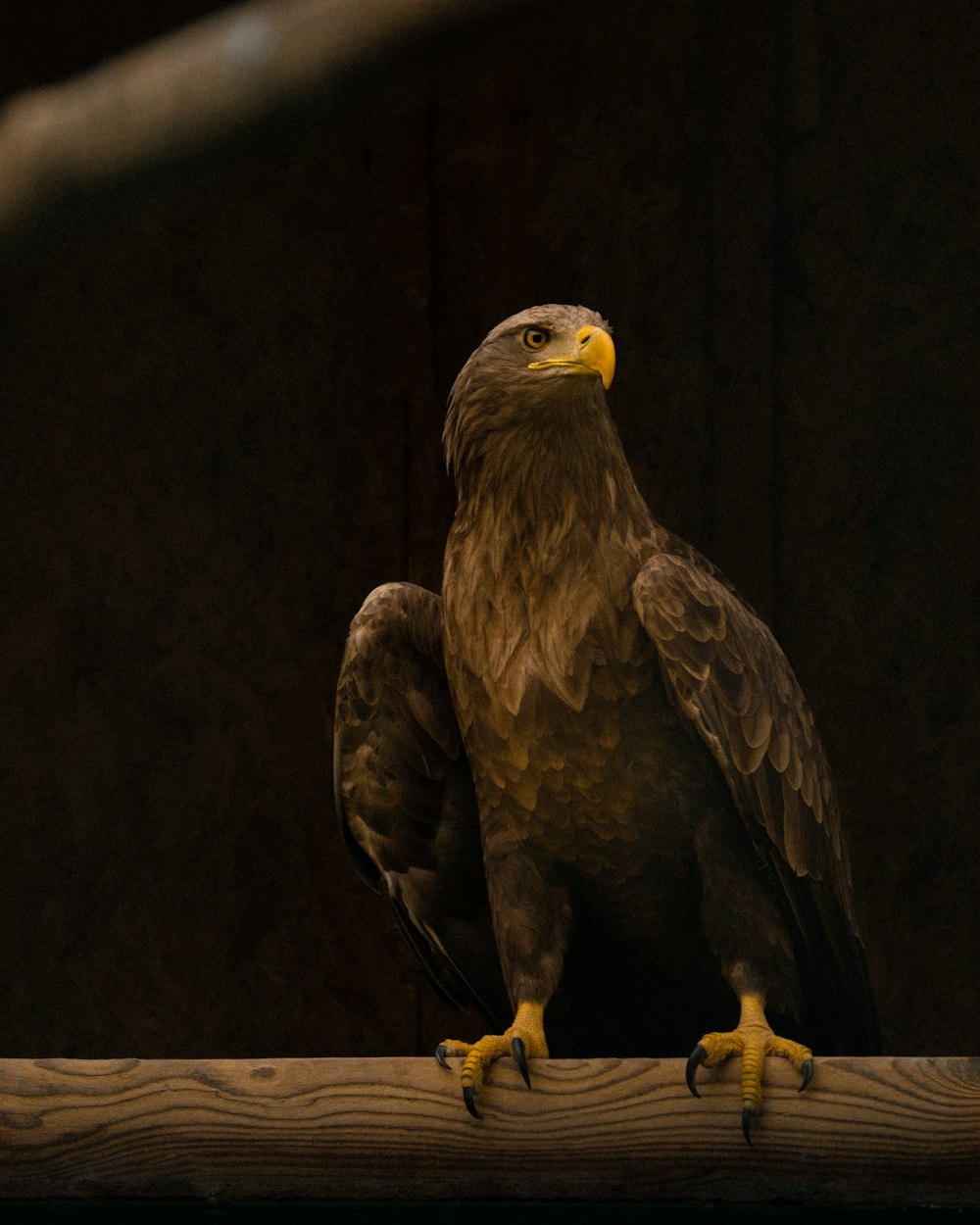 brown and white eagle on brown wooden surface