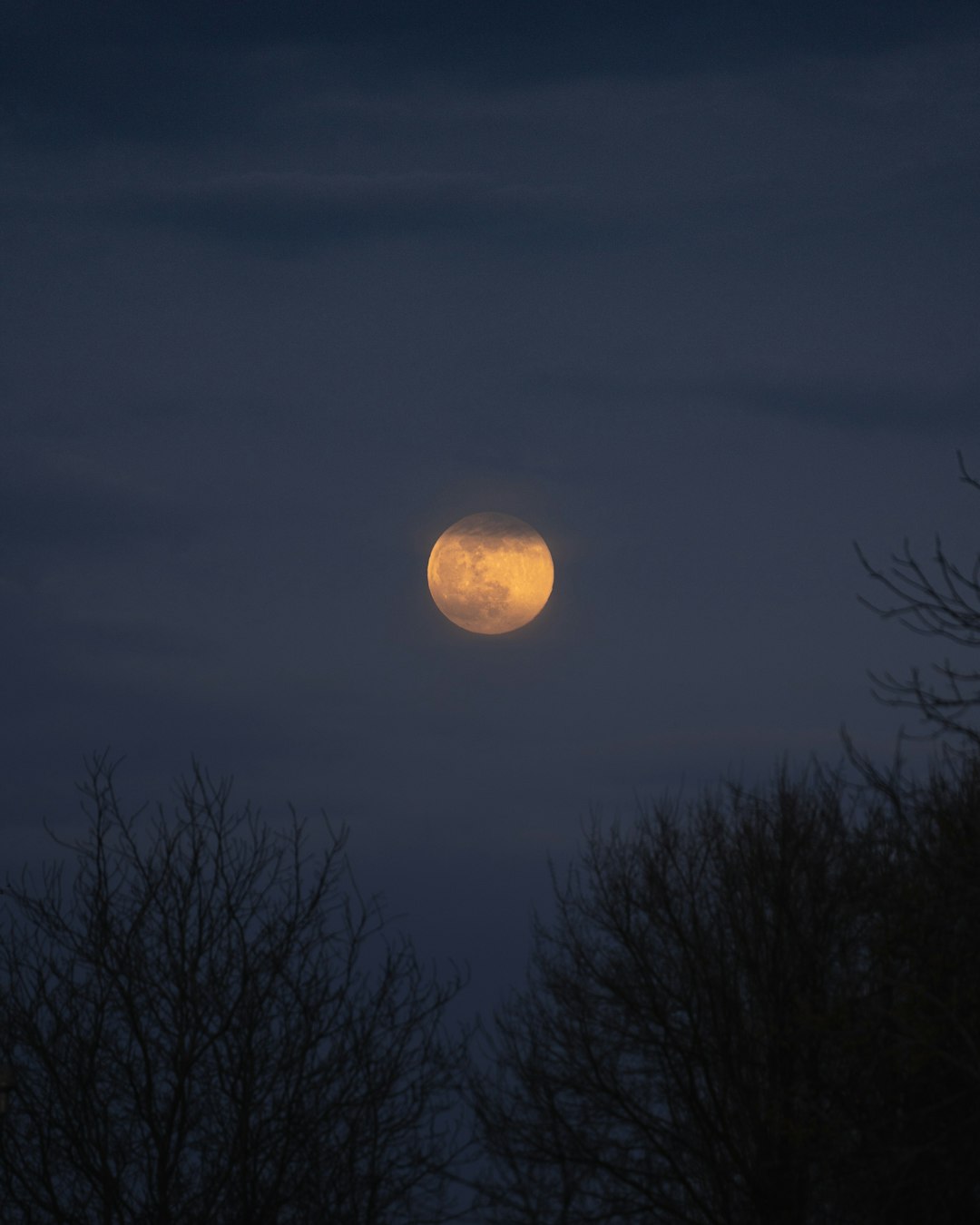 full moon over bare trees