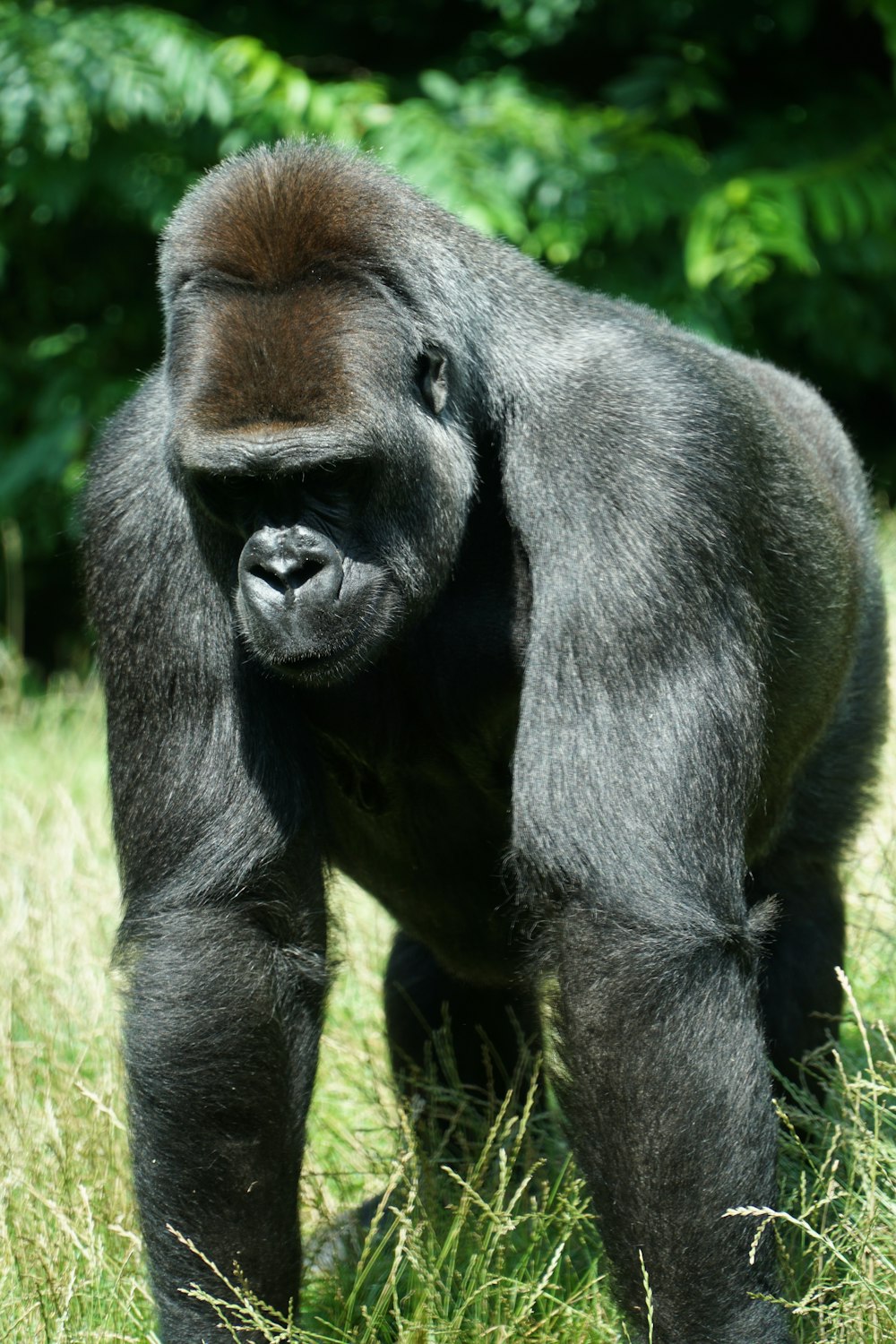 black gorilla on green grass during daytime