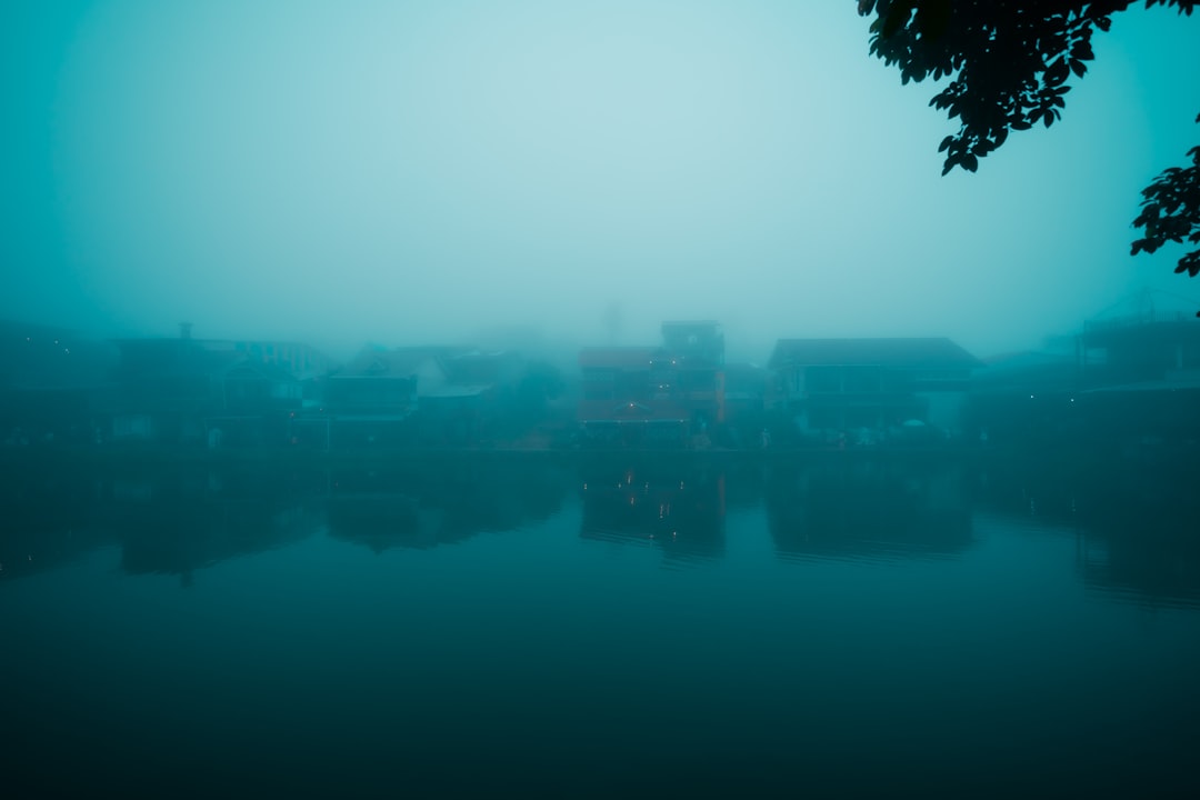 green trees beside body of water