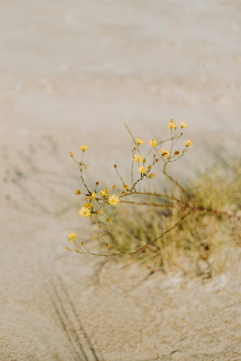 yellow flower in tilt shift lens