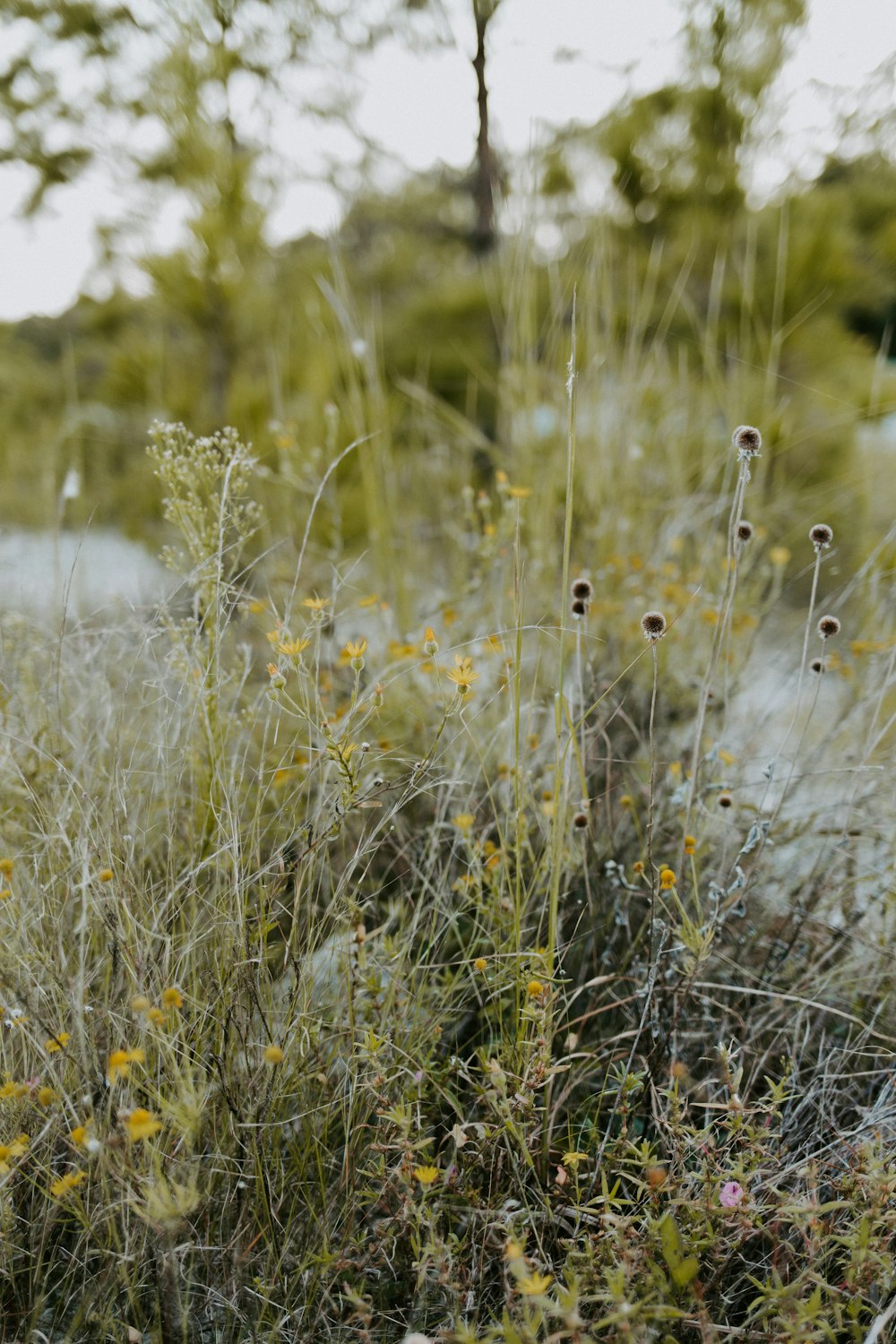 white and yellow flowers on green grass field during daytime