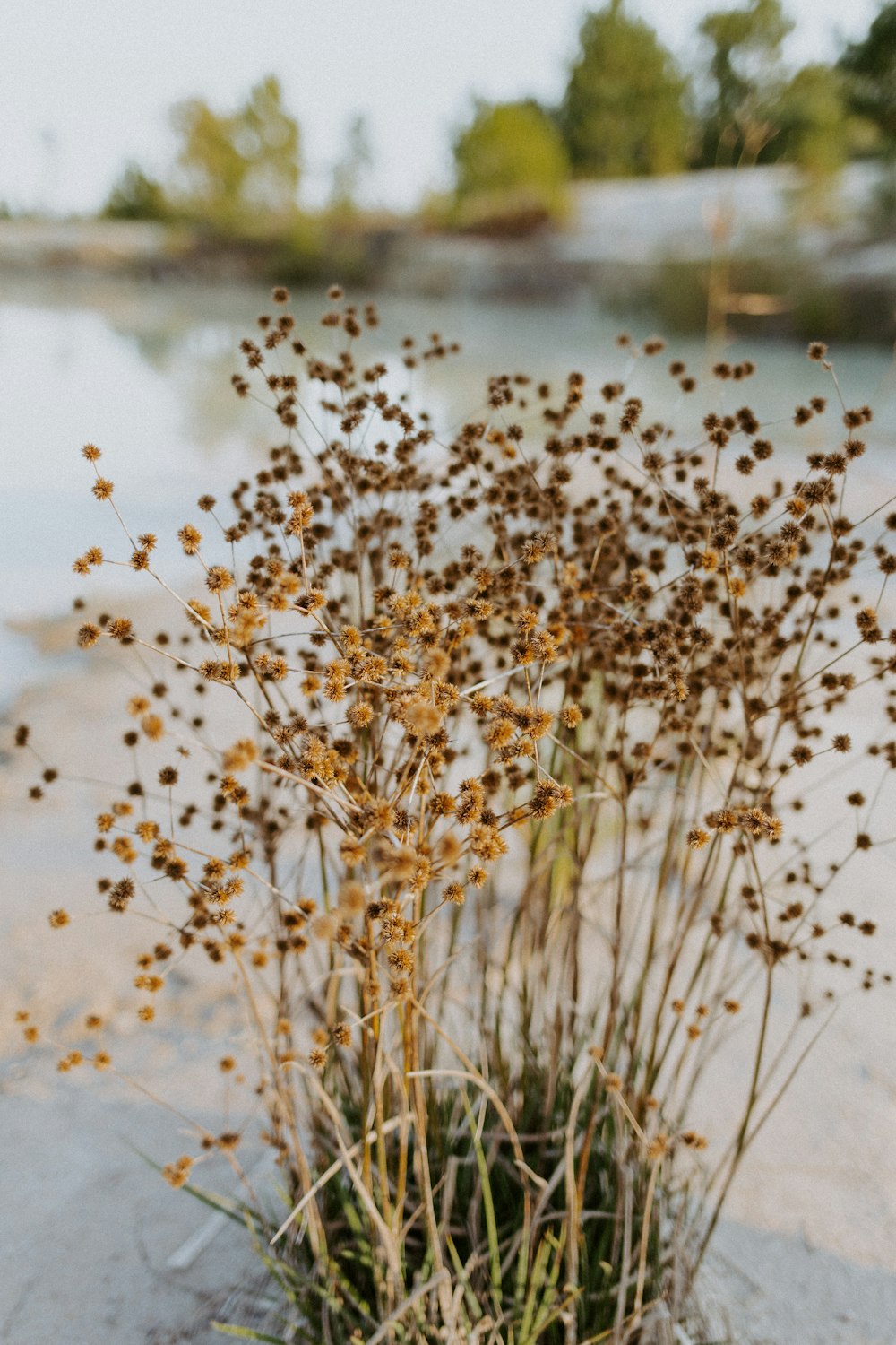 a bunch of brown flowers sitting on top of a cement ground