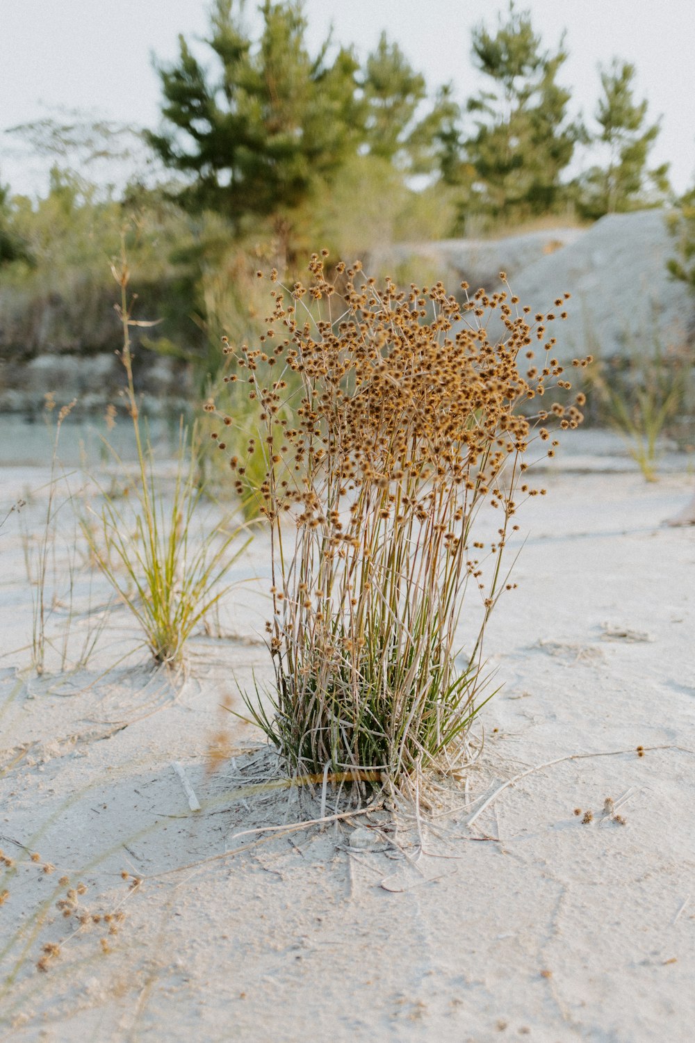 brown grass on white sand during daytime