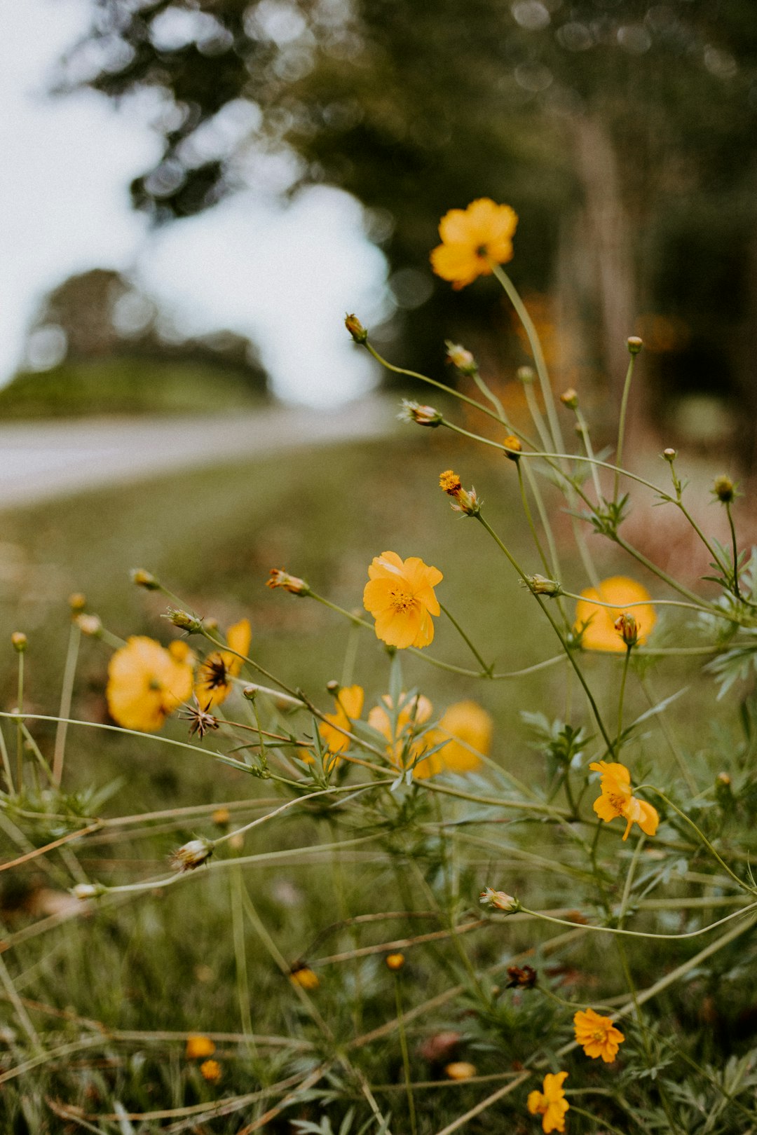 yellow flowers in tilt shift lens