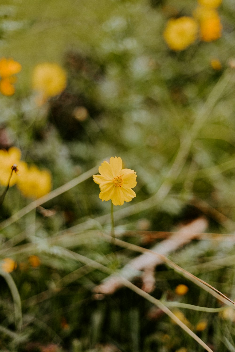 yellow flower in tilt shift lens