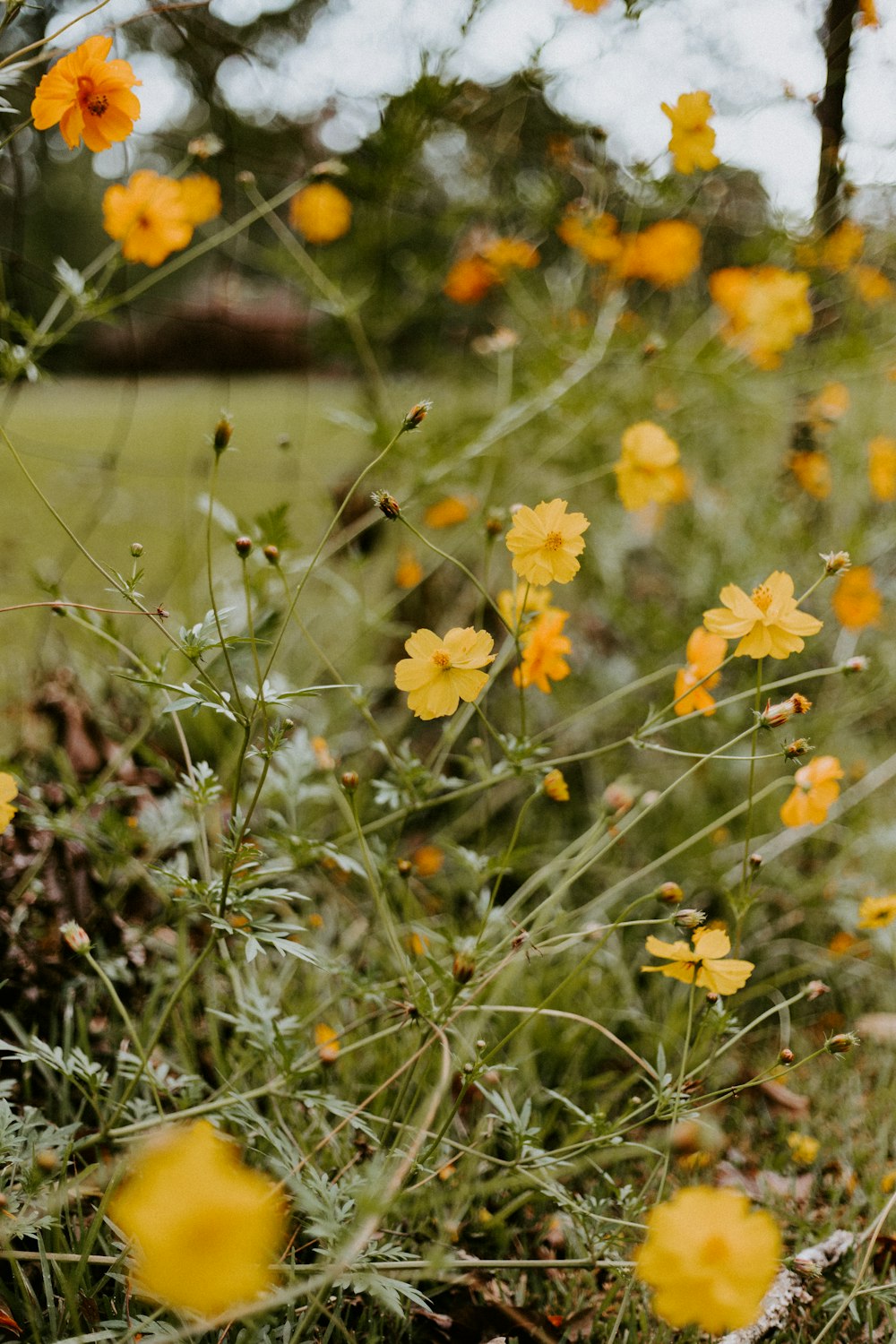 a bunch of yellow flowers in a field