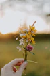 yellow and purple flower in persons hand